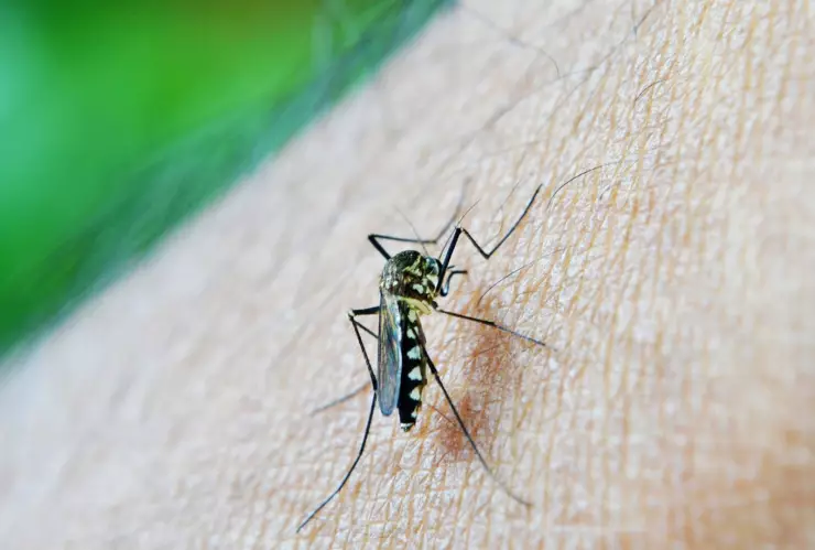 mosco dengue