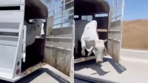 VIDEO: ¡Azotó la res! Ganadero olvida cerrar el remolque y buey cae en plena carretera