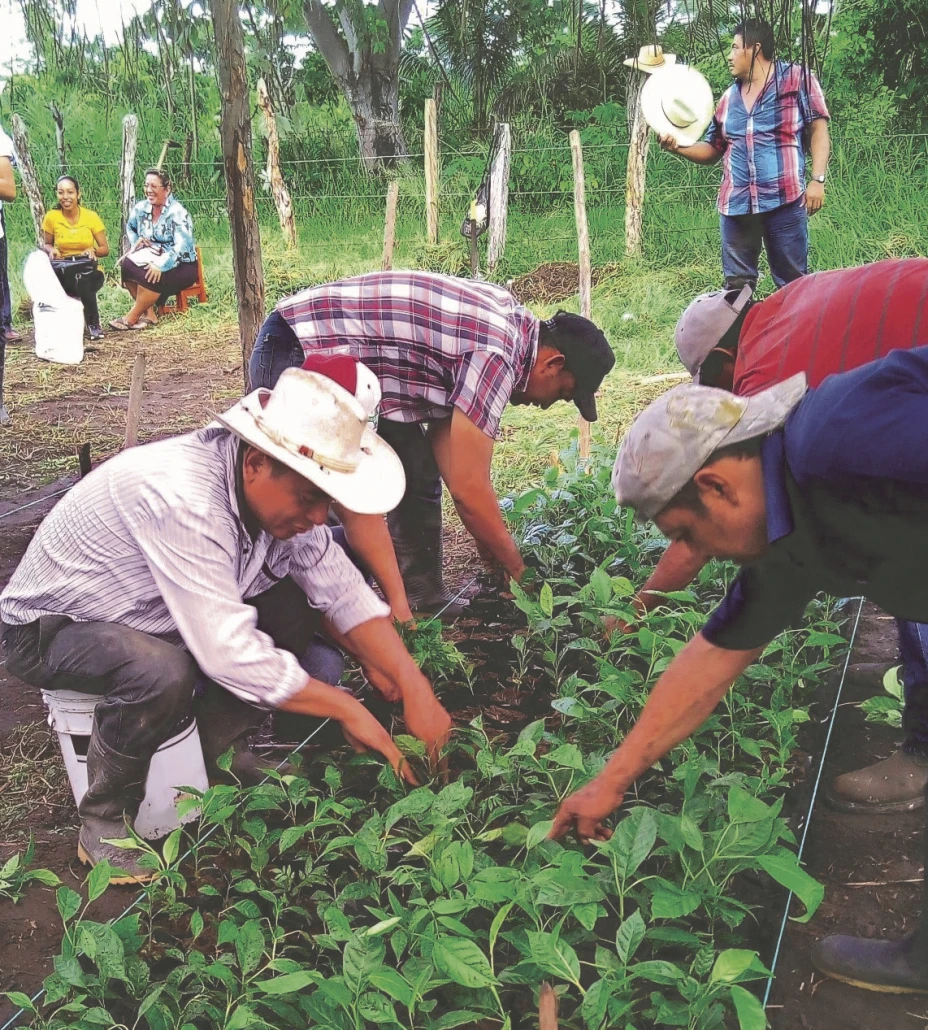 Campesinos.jpg