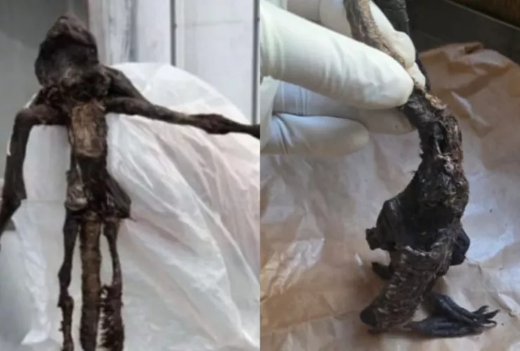 VIDEO | Encuentran extraña criatura en Paillaco, Chile; ¿se trata del chupacabras?