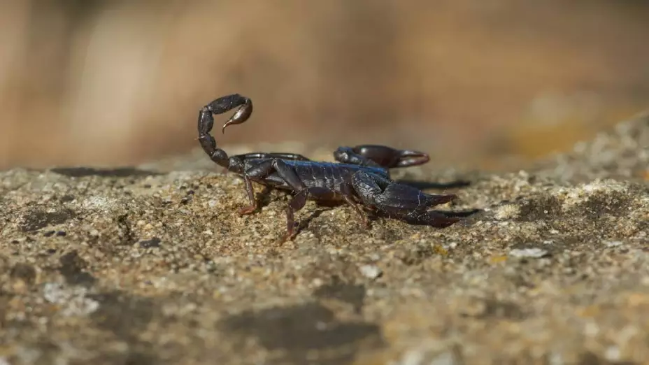 ¡Cuidado! Aumenta el calor en México y las picaduras de alacranes también