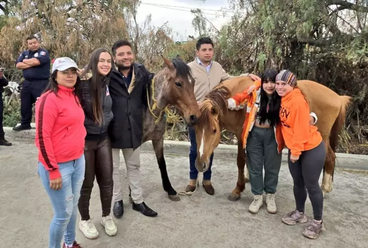 ¡Faltan dos! Rescatan a caballos que fueron robados del santuario Burrolandia