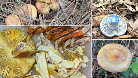 Luciérnagas, pulque y recolección de hongos