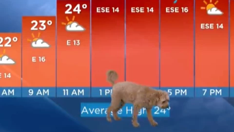 perrito clima dueño