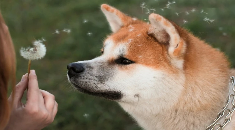 Día del Perro 2024 HOY: ¿Cuál es can más caro del mundo?
