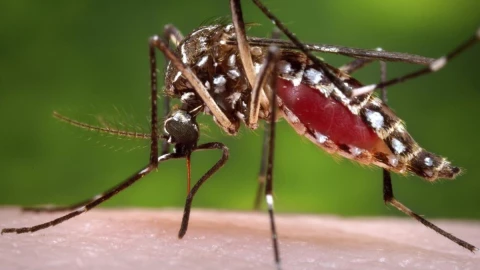 Picaduras de mosquitos.