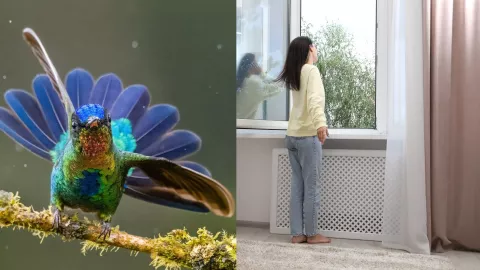 No, no es un familiar fallecido: esto es lo que realmente significa que un colibrí llegue a tu casa, según el Feng Shui