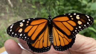 ¿Cuál es la ruta de vuelo de la mariposa monarca hasta el santuario de Michoacán.jpg
