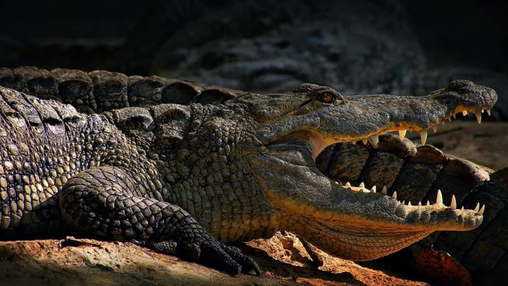 cocodrilos boca abierta dientes