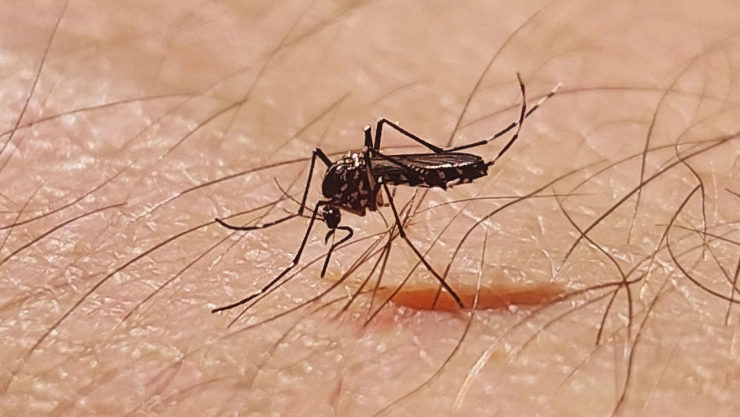 ¿Qué es el dengue hemorrágico, cuáles son sus síntomas y cómo se contagia?