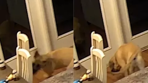 Perrito, reflejo, video c.jpg