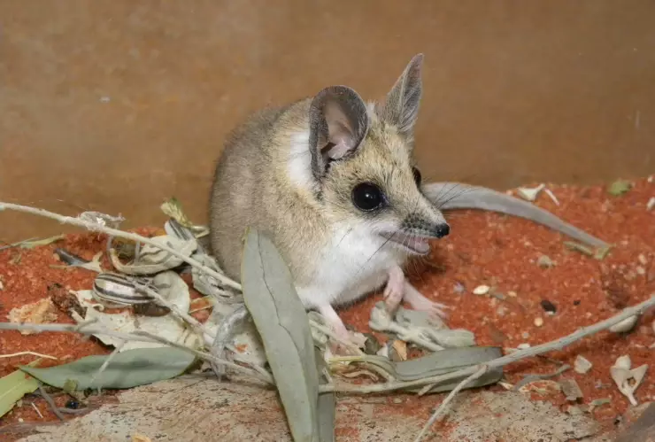 dunnart de cola grande.jpg