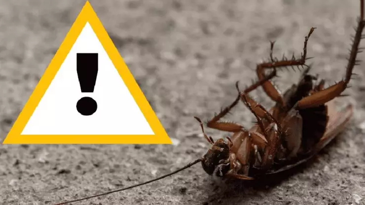 Calor extremo causa aumento MASIVO de cucarachas en hogares de Yucatán