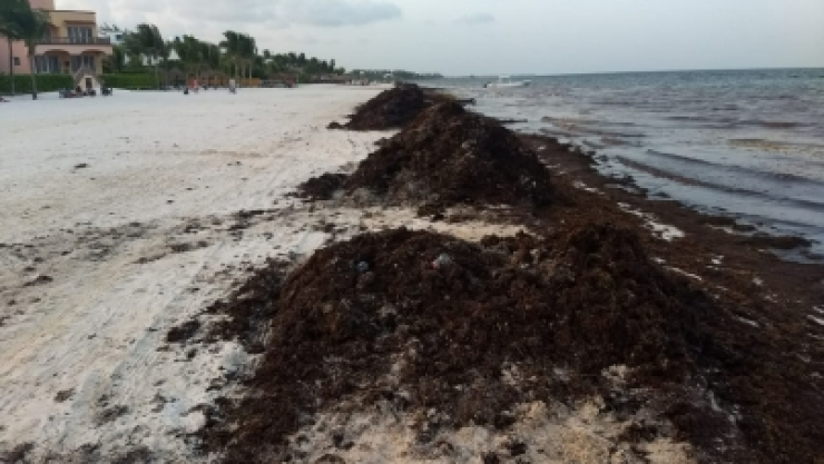 sargazo playa