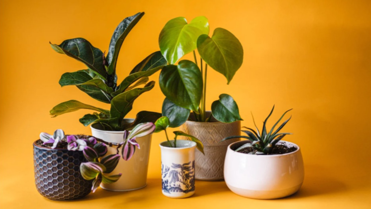 Las 6 plantas de interior que absorben la humedad y son HERMOSAS