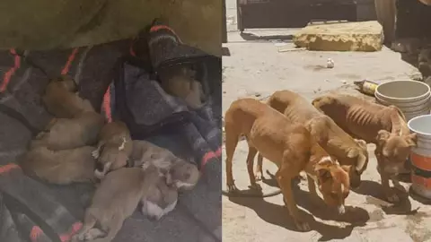 Multan a hombre por maltrato animal en León.- 