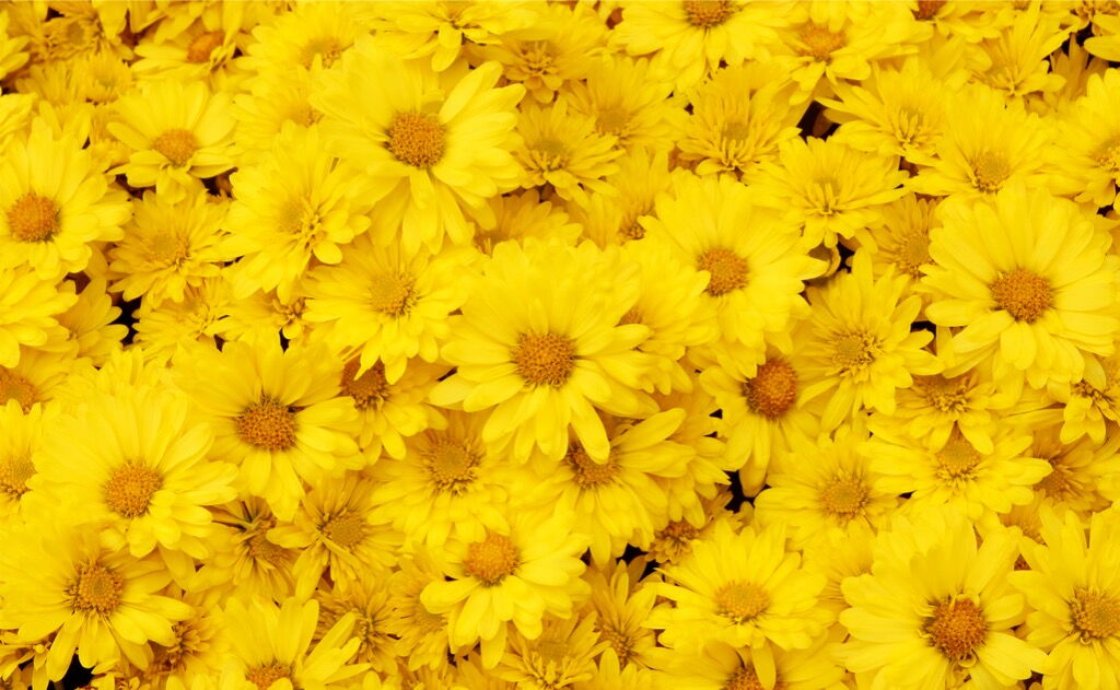 ¡No todo son girasoles! Conoce 5 flores amarillas que también puedes regalar 3 margaritas flores amarillas