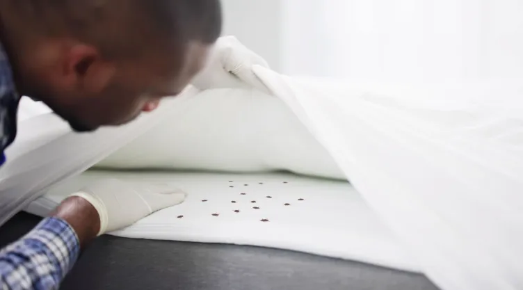 Truco efectivo para evitar que las chinches se suban a la cama