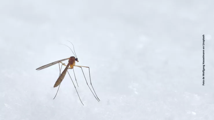 Dengue 2023: ¿Cuáles son los estados más afectados por el brote en México?