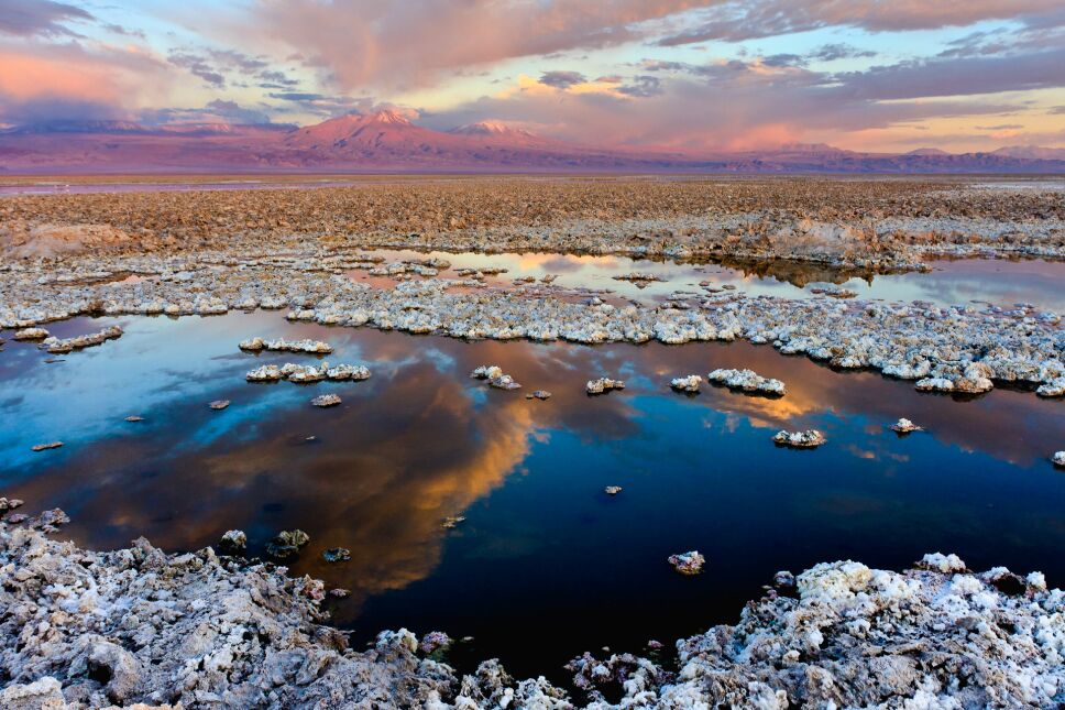 Flores, desierto, Atacama a.jpg