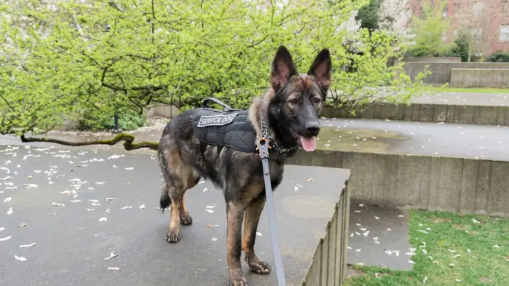 Perro policía neutraliza a hombre