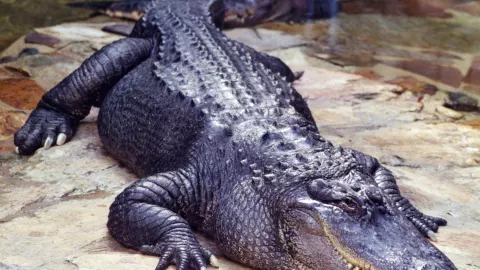 Capturan un cocodrilo que estaba en un campo deportivo