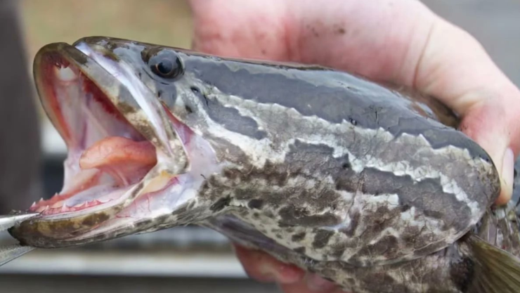 Pez cabeza de serpiente.