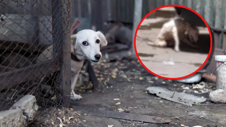 Imágenes de perrito abandonado y con discapacidad causan indignación en Coatzacoalcos