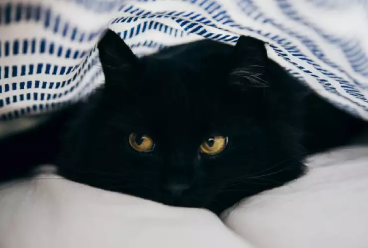 Esto es lo que NO DEBES hacer este martes 13 ¿Es de mala suerte?