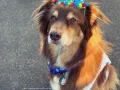 Famosos con un Hachiko en su vida (8).jpg
