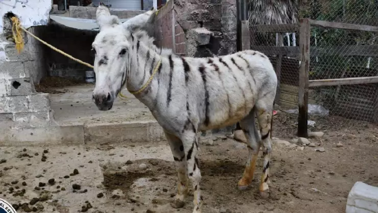Rescatan a 5 burro cebras en Tijuana; estaban desnutridas