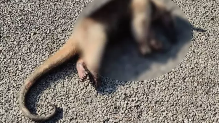 Reportan presencia de oso hormiguero norteño en la vía Hoctún–Kimbilá