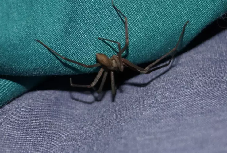 Joven de 18 años es atacado por una araña violinista y es trasladado a urgencias