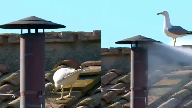 Gaviota rata humo blanco