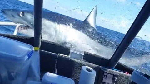 Tiburón salta a abarco