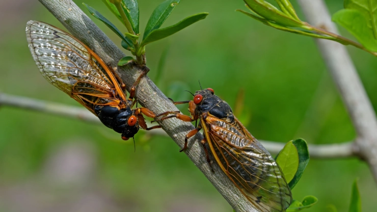 Dos cigarras en la rama de un árbol