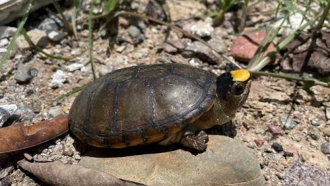 Roban 55 tortugas en peligro de extinción en Puerto Vallarta