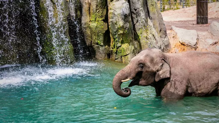 un elefante se refresca en su h&aacute;bitat natural