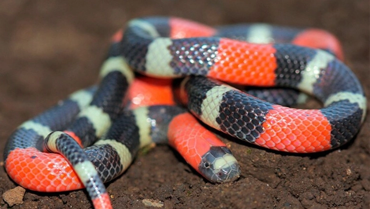 Avistamiento de serpiente coralillo pone en ALERTA a habitantes de Peto; así reaccionó la gente