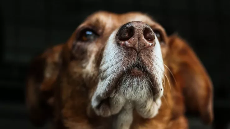Perro encuentra una mano humana y la lleva a su casa en Zapopán.jpg