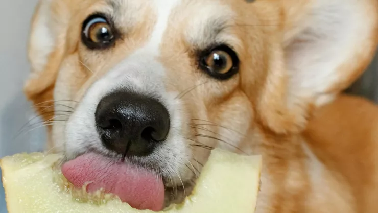 ¿Cuáles son las verduras y frutas que puede comer un perro?