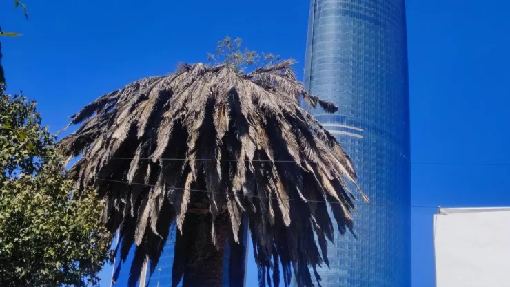¡Adiós a las palmeras en CDMX!