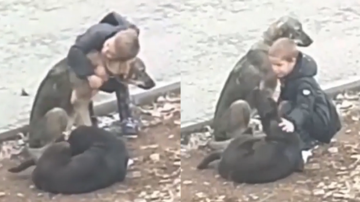 Niño se detiene a abrazar un par de perritos