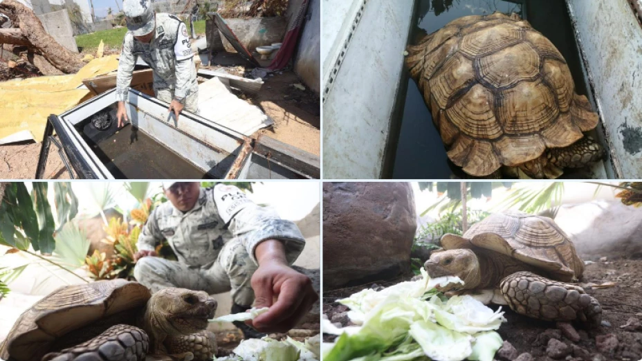 tortuga rescatada Otis