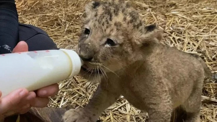zoológico singapur cachorro leon
