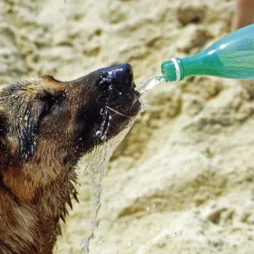 /estilo-de-vida/como-cuidar-perro-epoca-calor