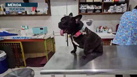 ¿Cuáles son los síntomas del parvovirus canino? Yucatán está en alerta