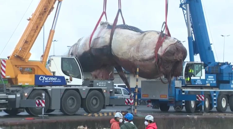Grúa mueve cadáver de ballena en A coruña, España.