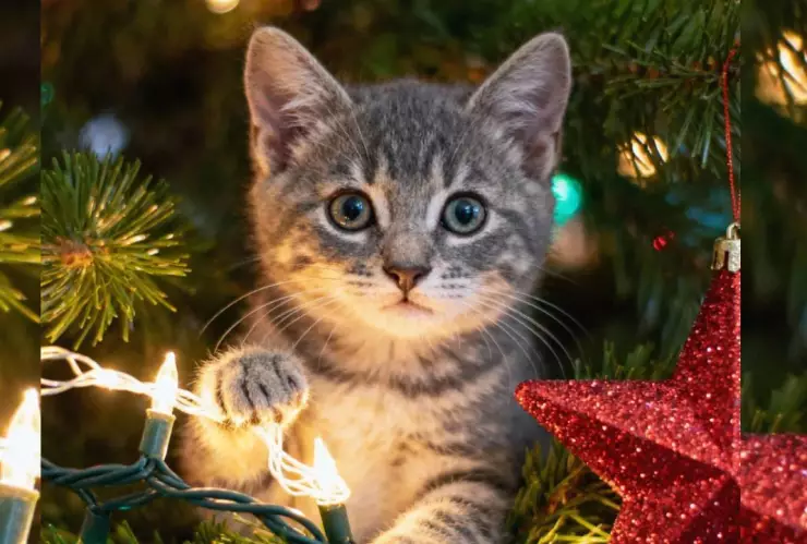 Gatos y árbol de Navidad