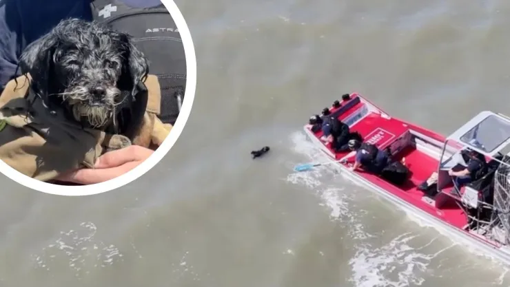 Sobrevivió en el mar y escapó de las gaviotas: el increíble rescate de un perro perdido en California